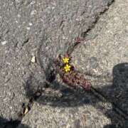 ヒメ日記 2026/03/30 19:39 投稿 きい MINT（ミント）