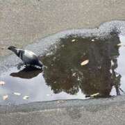 ヒメ日記 2025/07/04 11:18 投稿 たまき 丸妻 横浜本店