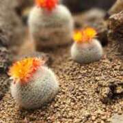 ヒメ日記 2025/05/19 08:56 投稿 ひかる♡おっとりふんわり♡体験 LUXURIA（ルクスリア）