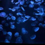 ヒメ日記 2025/02/04 15:42 投稿 夢咲ことね 性の極み妻 好き者たちの宴