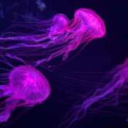 ヒメ日記 2025/02/09 14:52 投稿 夢咲ことね 性の極み妻 好き者たちの宴