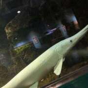 ヒメ日記 2025/09/11 13:03 投稿 夢咲ことね 性の極み妻 好き者たちの宴