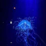 ヒメ日記 2025/10/04 11:52 投稿 夢咲ことね 性の極み妻 好き者たちの宴