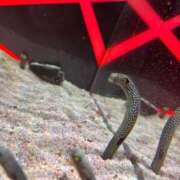 ヒメ日記 2025/10/07 11:42 投稿 夢咲ことね 性の極み妻 好き者たちの宴