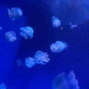 夢咲ことね ごめんなさい 性の極み妻 好き者たちの宴