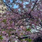 ヒメ日記 2025/03/12 16:42 投稿 じゅり ぷるりんクエスト上野浅草鶯谷秋葉原デリヘル王国