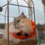 ヒメ日記 2025/11/06 06:53 投稿 ♡サラ MEGA PALACE(メガパレス）