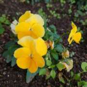 ヒメ日記 2024/12/05 13:12 投稿 みよ 待ちナビ