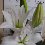 ヒメ日記 2025/03/13 09:50 投稿 みよ 待ちナビ