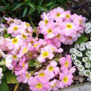 ヒメ日記 2025/04/07 09:53 投稿 みよ 待ちナビ