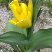 ヒメ日記 2025/04/08 12:05 投稿 みよ 待ちナビ