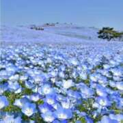 ヒメ日記 2025/04/12 09:06 投稿 みよ 待ちナビ