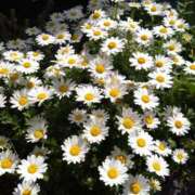 ヒメ日記 2025/04/16 09:09 投稿 みよ 待ちナビ