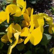 ヒメ日記 2025/04/19 09:25 投稿 みよ 待ちナビ