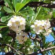 ヒメ日記 2025/06/01 05:45 投稿 みよ 待ちナビ