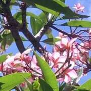 ヒメ日記 2025/06/02 04:15 投稿 みよ 待ちナビ