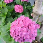 ヒメ日記 2025/06/08 08:46 投稿 みよ 待ちナビ