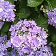 ヒメ日記 2025/06/09 08:34 投稿 みよ 待ちナビ