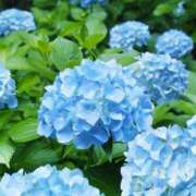 ヒメ日記 2025/06/15 09:02 投稿 みよ 待ちナビ