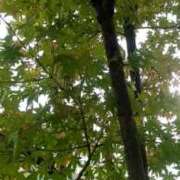 ヒメ日記 2025/11/24 19:25 投稿 みよ 待ちナビ