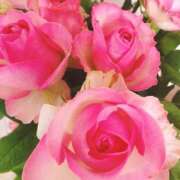 ヒメ日記 2026/02/22 10:55 投稿 みよ 待ちナビ