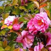 ヒメ日記 2026/03/02 19:39 投稿 みよ 待ちナビ