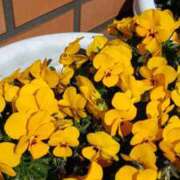 ヒメ日記 2026/03/04 18:38 投稿 みよ 待ちナビ