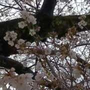 ヒメ日記 2026/03/25 20:38 投稿 みよ 待ちナビ