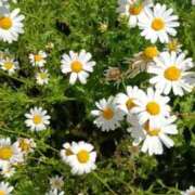 ヒメ日記 2026/04/16 17:45 投稿 みよ 待ちナビ