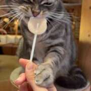 ヒメ日記 2025/09/02 17:47 投稿 有栖せいら＠絞め技スペシャリスト アナラードライ