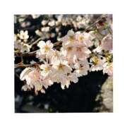 ヒメ日記 2025/04/02 13:00 投稿 かぐら 丸妻 横浜本店