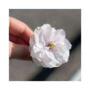 ヒメ日記 2025/04/21 15:00 投稿 かぐら 丸妻 横浜本店