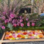 ヒメ日記 2025/01/23 07:54 投稿 舞 シャトーペトラ