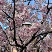 ヒメ日記 2025/03/28 14:02 投稿 舞 シャトーペトラ