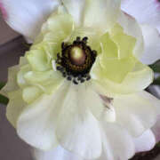 ヒメ日記 2025/04/15 15:30 投稿 まな 性腺熟女100％（デリヘル市場）