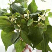 ヒメ日記 2025/05/18 14:20 投稿 まな 性腺熟女100％（デリヘル市場）