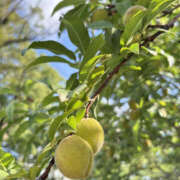 ヒメ日記 2025/07/24 11:25 投稿 まな 性腺熟女100％（デリヘル市場）