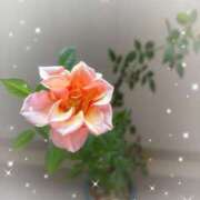 ヒメ日記 2025/11/09 09:30 投稿 まな 性腺熟女100％（デリヘル市場）