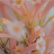 ヒメ日記 2026/02/03 11:00 投稿 まな 性腺熟女100％本店（デリヘル市場）