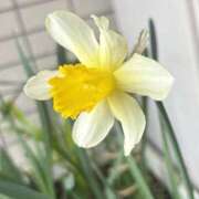 ヒメ日記 2026/03/21 10:55 投稿 まな 性腺熟女100％本店（デリヘル市場）