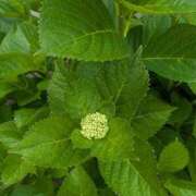 ヒメ日記 2025/05/14 09:19 投稿 なつめ 熟女家 京橋店