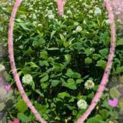 ヒメ日記 2025/05/28 23:36 投稿 なつめ 熟女家 京橋店