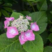 ヒメ日記 2025/06/10 20:26 投稿 なつめ 熟女家 京橋店