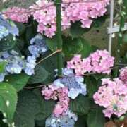 ヒメ日記 2025/06/23 22:19 投稿 なつめ 熟女家 京橋店