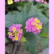 なつめ 夢を見ました…TSUNAMIなみ🌊 熟女家 京橋店