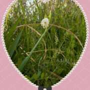 ヒメ日記 2026/03/24 23:56 投稿 なつめ 熟女家 京橋店