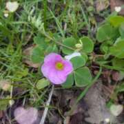 ヒメ日記 2026/04/01 22:23 投稿 なつめ 熟女家 京橋店