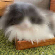 ヒメ日記 2025/10/11 21:00 投稿 えりな モアグループ小山人妻花壇