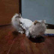 ヒメ日記 2025/12/25 04:00 投稿 えりな モアグループ小山人妻花壇