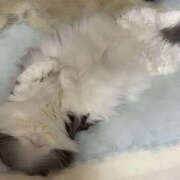 ヒメ日記 2025/12/27 09:00 投稿 えりな モアグループ小山人妻花壇